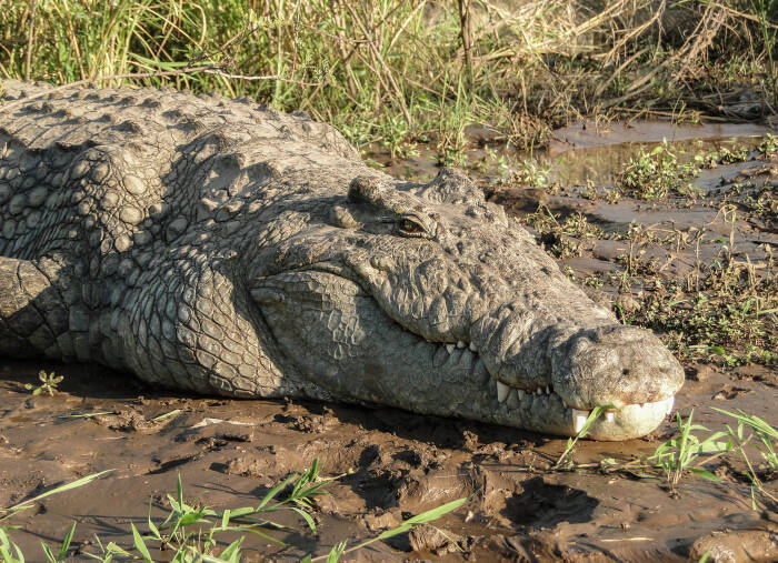 Gustave the Crocodile