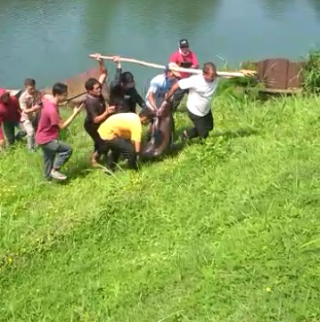 Sejumlah warga menangkap ikan patin berukuran raksasa di Danau Lido, Bogor. (TikTok/@ramb344)
