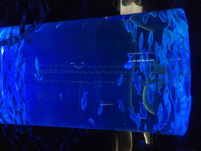 jakarta aquarium