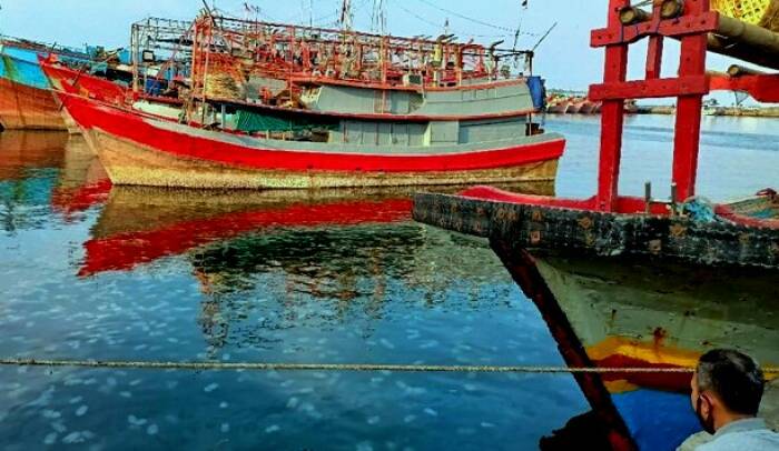 Kemunculan ubur-ubur menyita perhatian warga dan wisatawan (Ahmad Sugeng Laksono/IDZ Creators) ubur ubur probolinggo