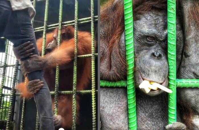 viral pria ditarik orangutan