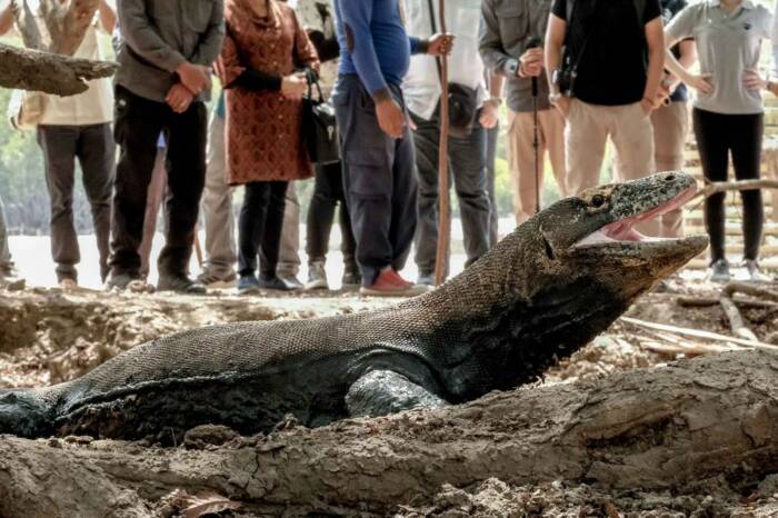 Soal Kenaikan Tiket Masuk TN Komodo Rp3,75 Juta Per Orang, Sandiaga Uno ...