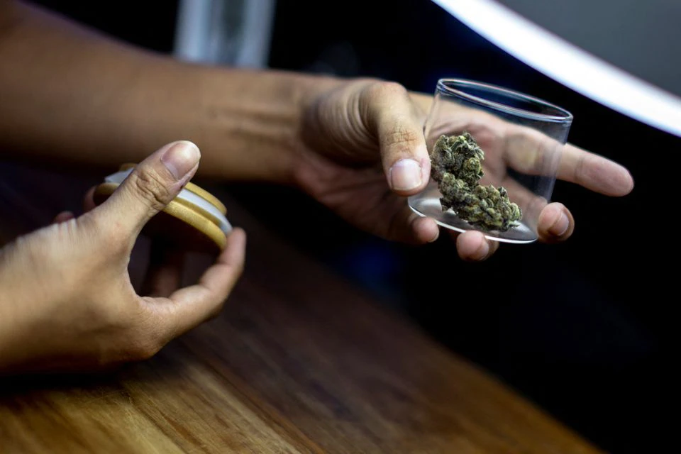 Ganja yang digunakan sebagai obat ( REUTERS/Athit Perawongmetha) Ganja yang digunakan sebagai obat ( REUTERS/Athit Perawongmetha)