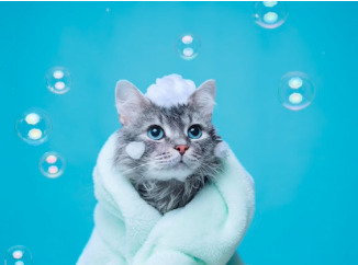 Ilustrasi kucing mandi