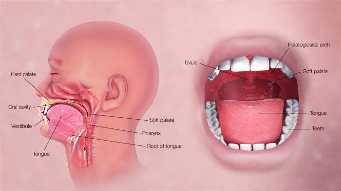 organ pencernaan manusia