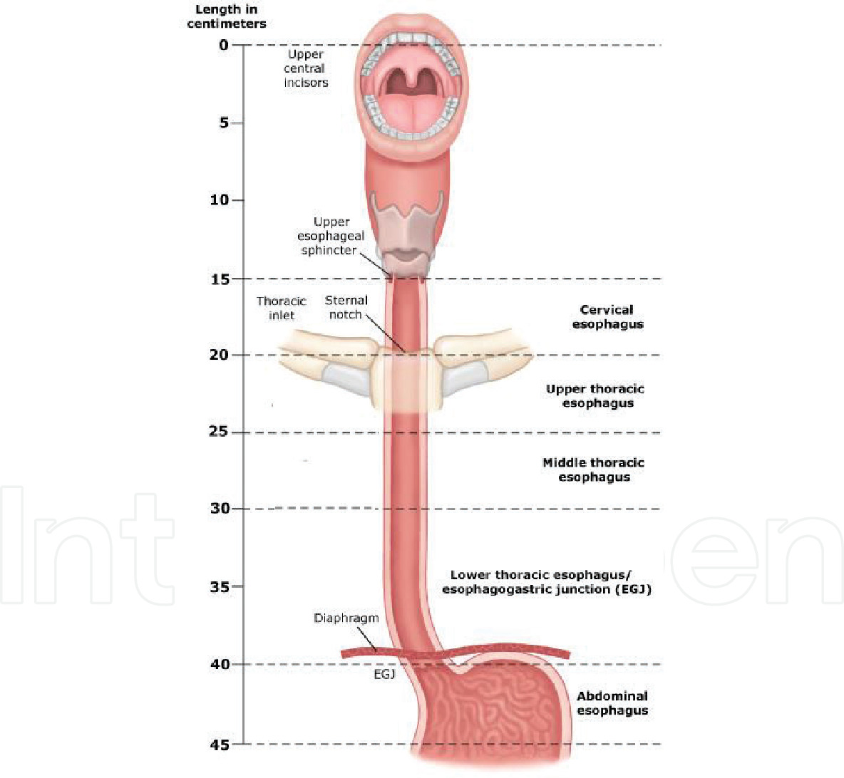 fungsi organ pencernaan manusia