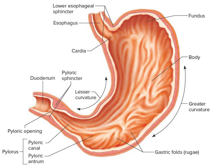 gambar organ pencernaan manusia