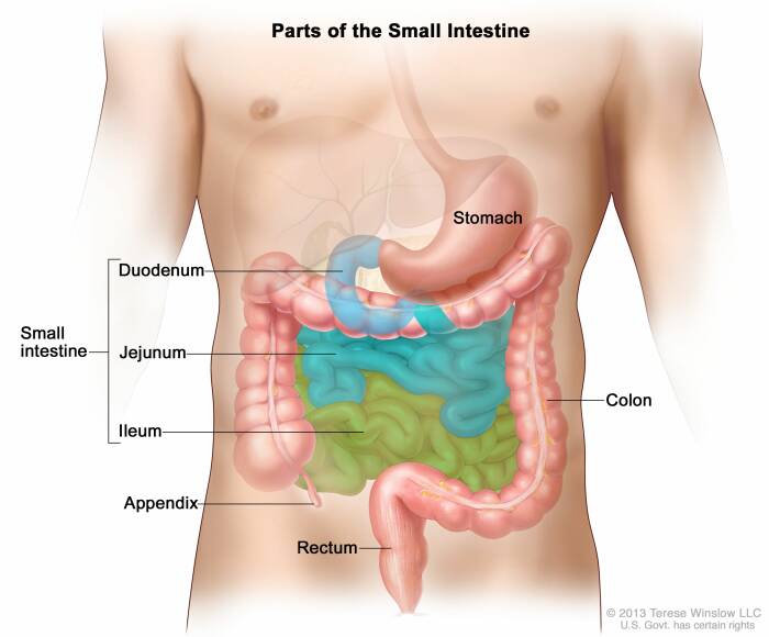 organ sistem pencernaan