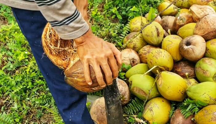 tradisi nganyut kelapa