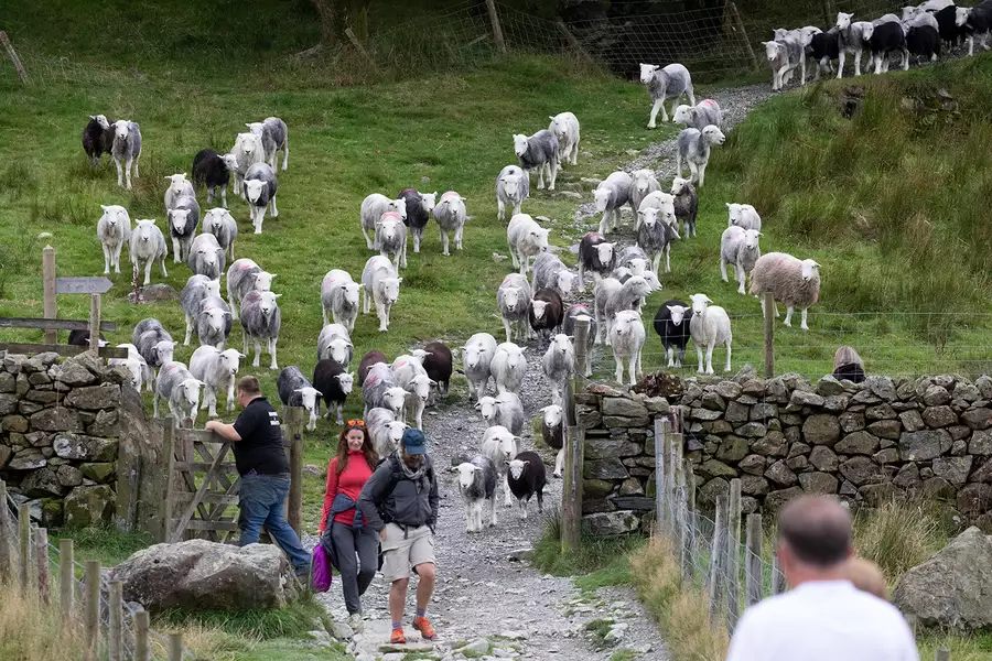 Banyak domba masuk ke kawasan syuting 