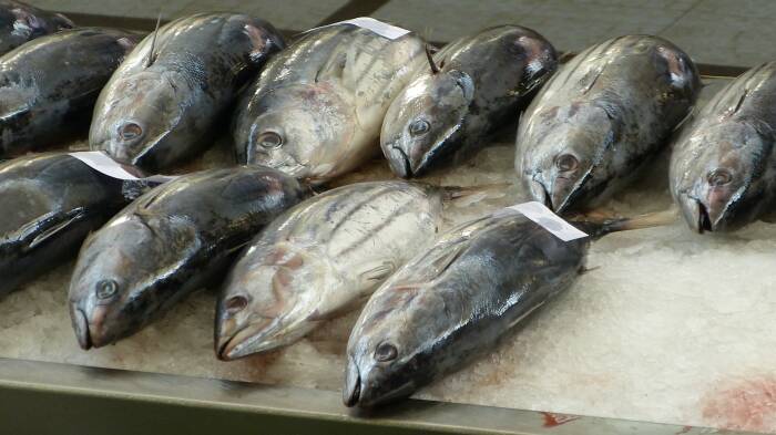 ikan tuna makanan yang mengandung protein tinggi