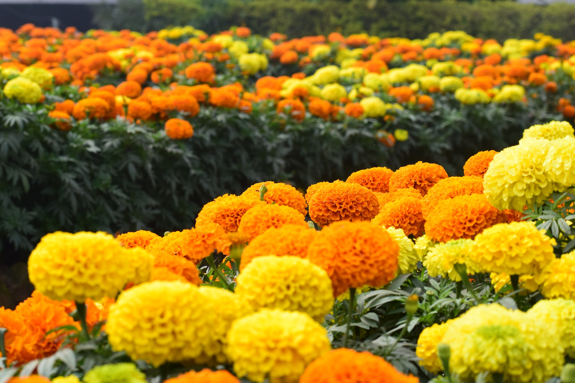 marigold tanaman hias pengusir nyamuk