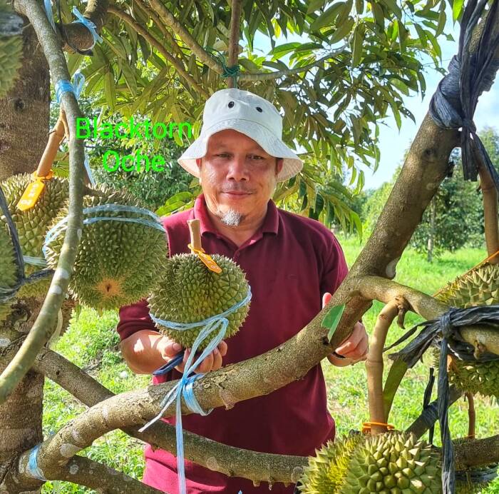 durian sultan