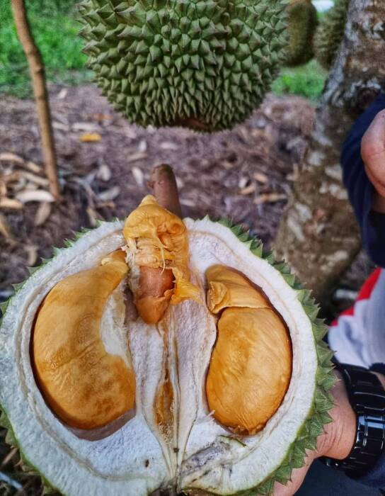 durian sultan