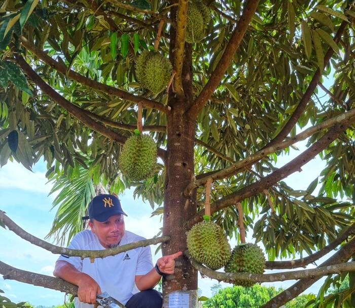 durian sultan