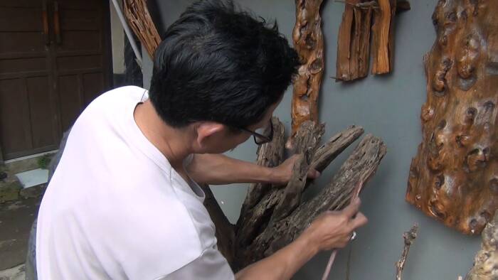 pot bunga akar pohon