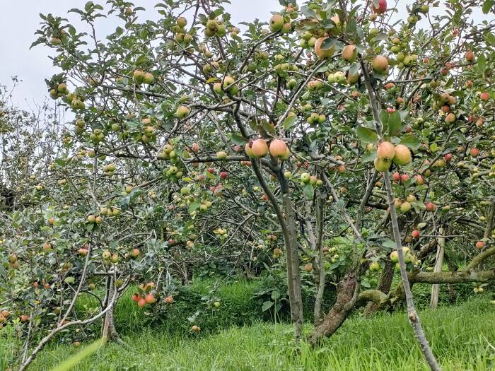pohon apel di kebun 