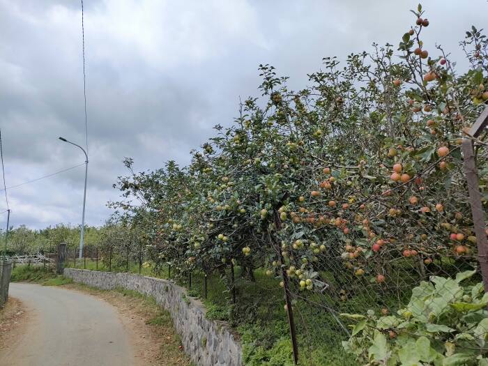kebun apel di malang