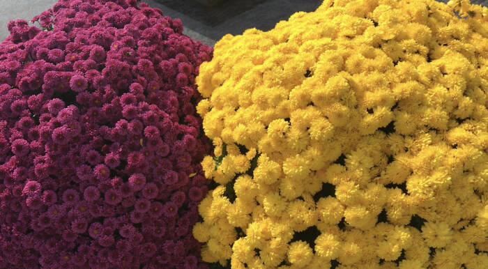 bunga krisan kuning dan ungu