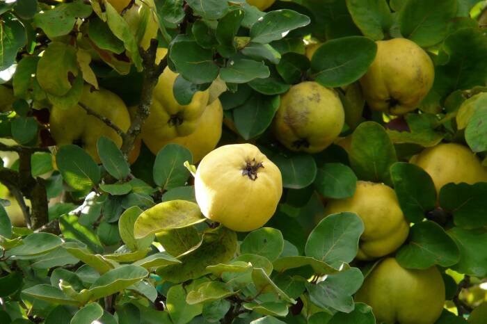 buah quince
