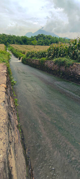 prosotan tengah sawah