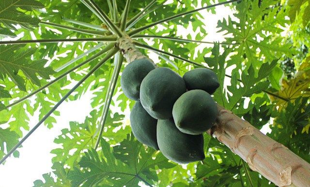 menghilangkan mata ikan alami