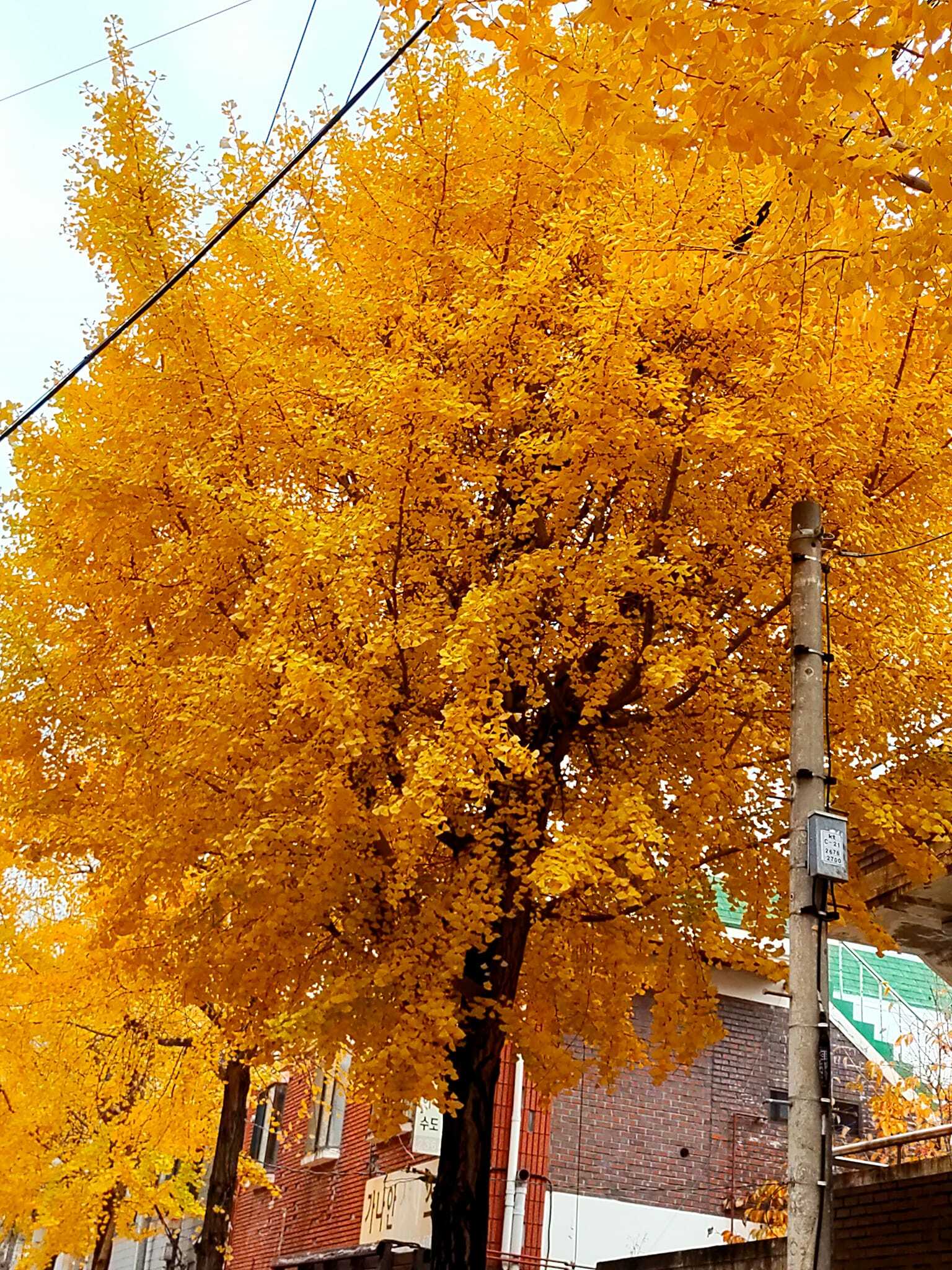 gingko biloba