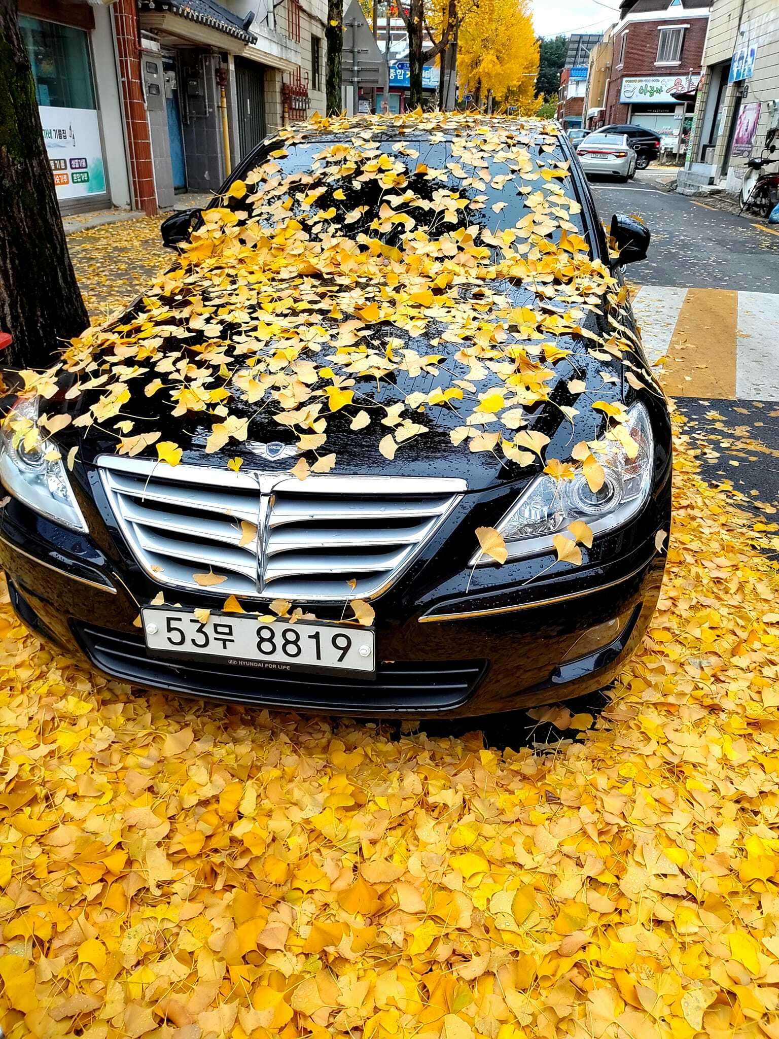 gingko biloba