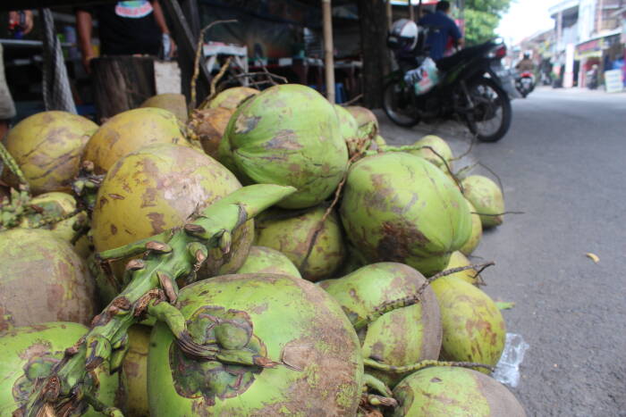 kelapa muda