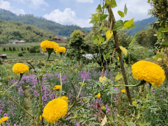 bunga marigold