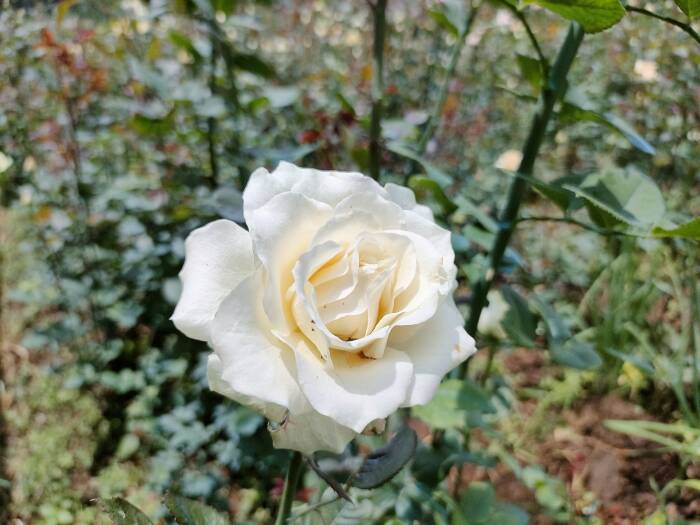 mawar putih