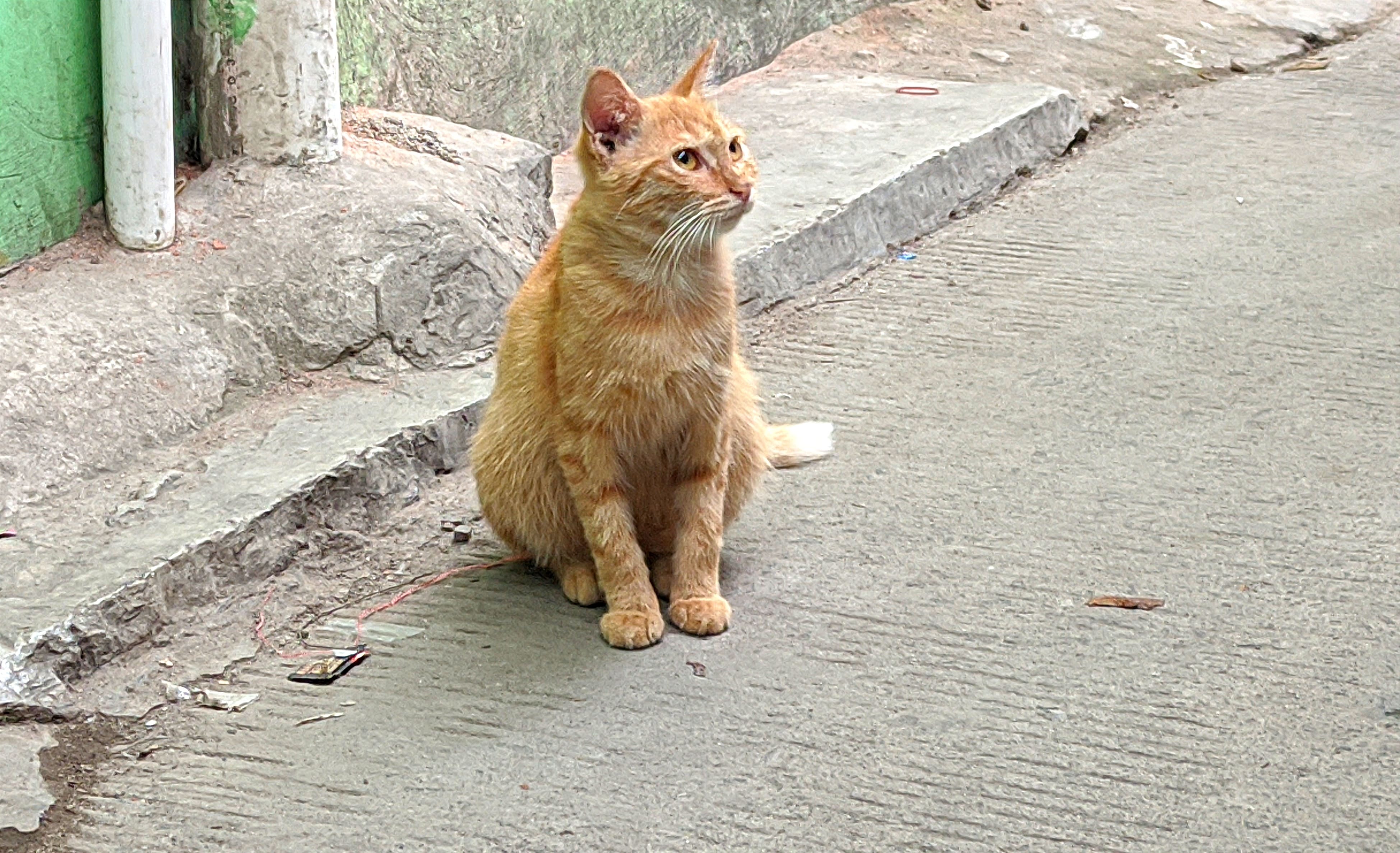 kucing oren