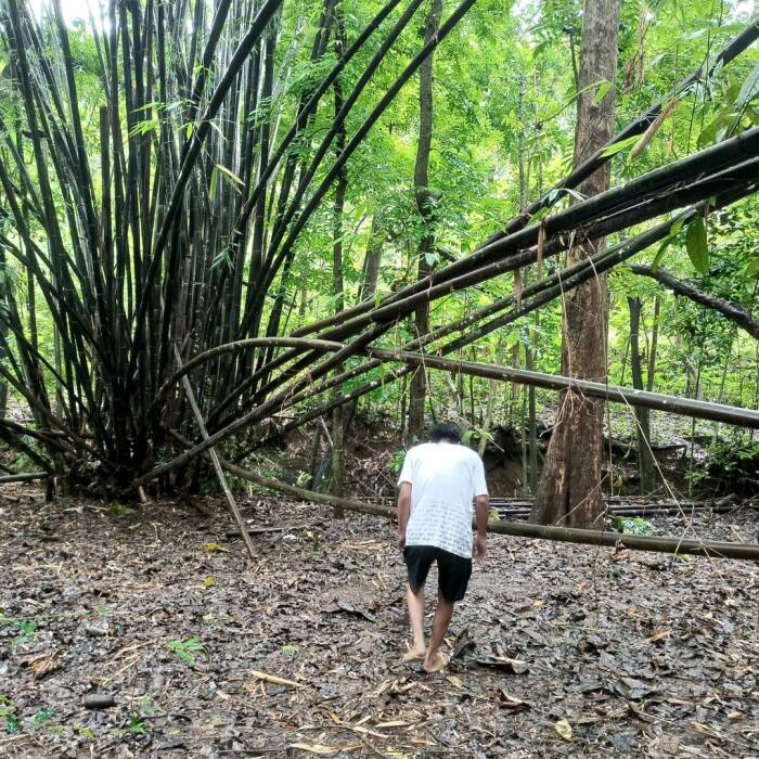 Ilustrasi melangkahi pohon bambu yang merunduk (Instagram/miss.ririnn)