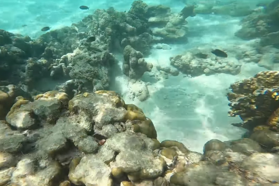 Biota laut di perairan dekat Pulau Mursala memungkinkan wisatawan melakukan snorkeling. (Zcreators)