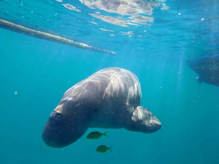 Dugong bernama Mawar di Pulau Alor, NTT (Z Creators/Arianto Selly) Dugong bernama Mawar di Pulau Alor, NTT