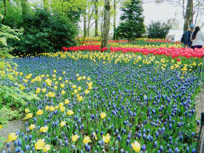 Keukenhof, Taman Yang Suguhkan Pemandangan Bunga Tulip Terindah Di ...