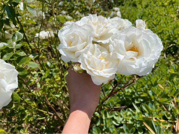 mawar putih (Z Creator/Alan Munandar)