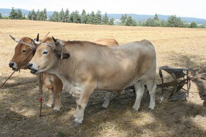 puisi tentang idul adha